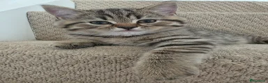 British Shorthair Kitten 1