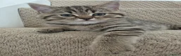 British Shorthair cats for sale: British shorthair kittens - Advert 1