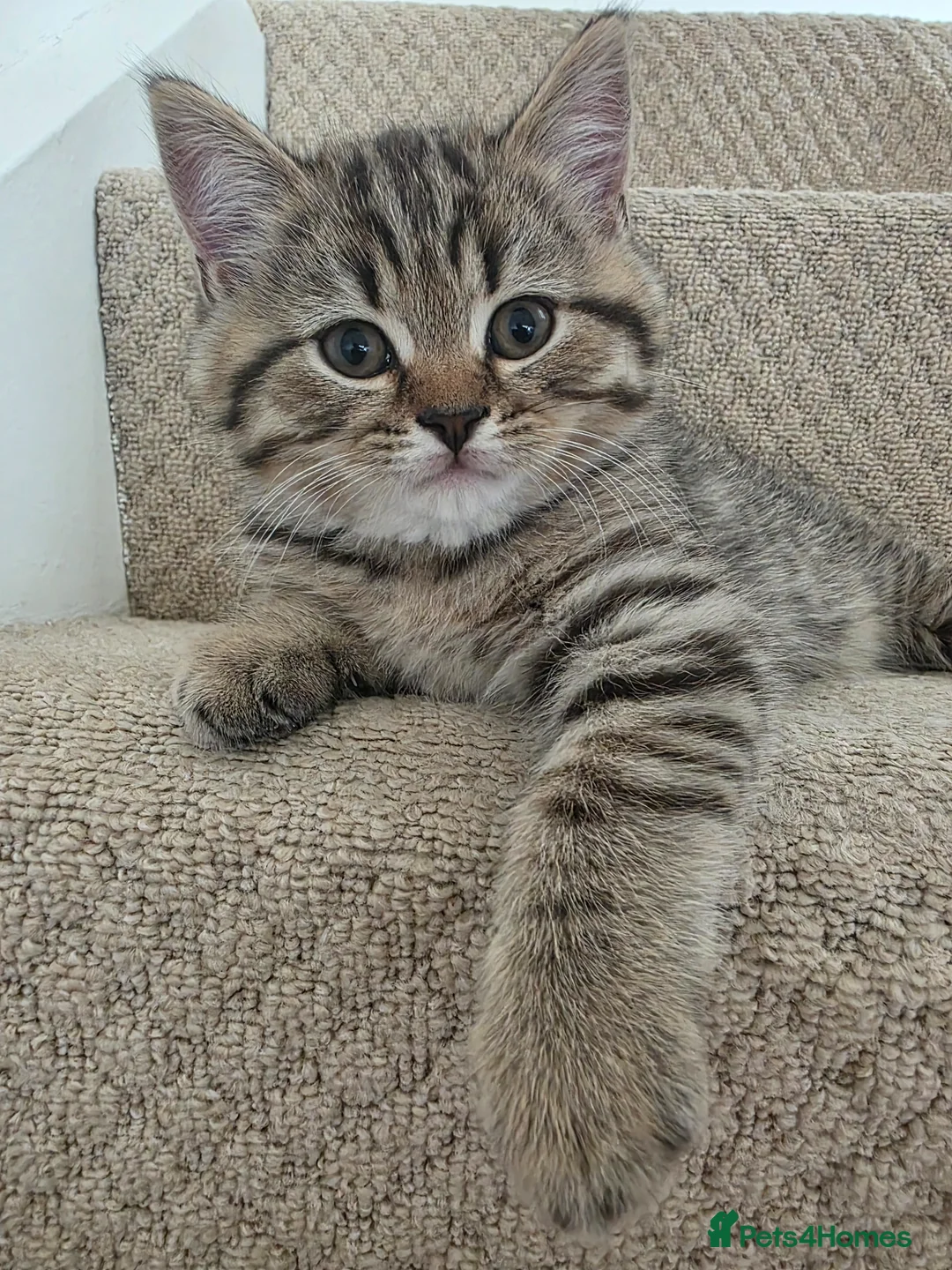 British Shorthair cats for sale: British shorthair kittens - Advert 1