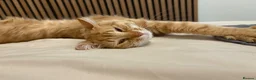 Mixed Breed cats for sale: Ginger boy - Advert 2