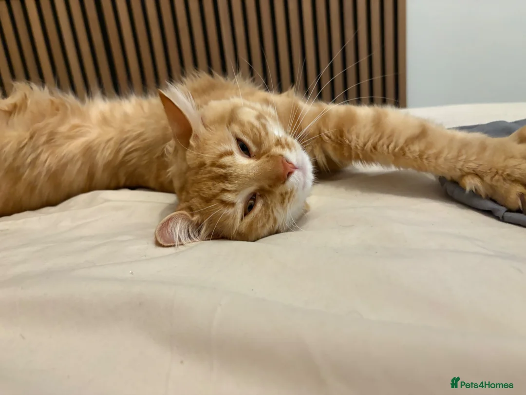Mixed Breed cats for sale: Ginger boy - Advert 2