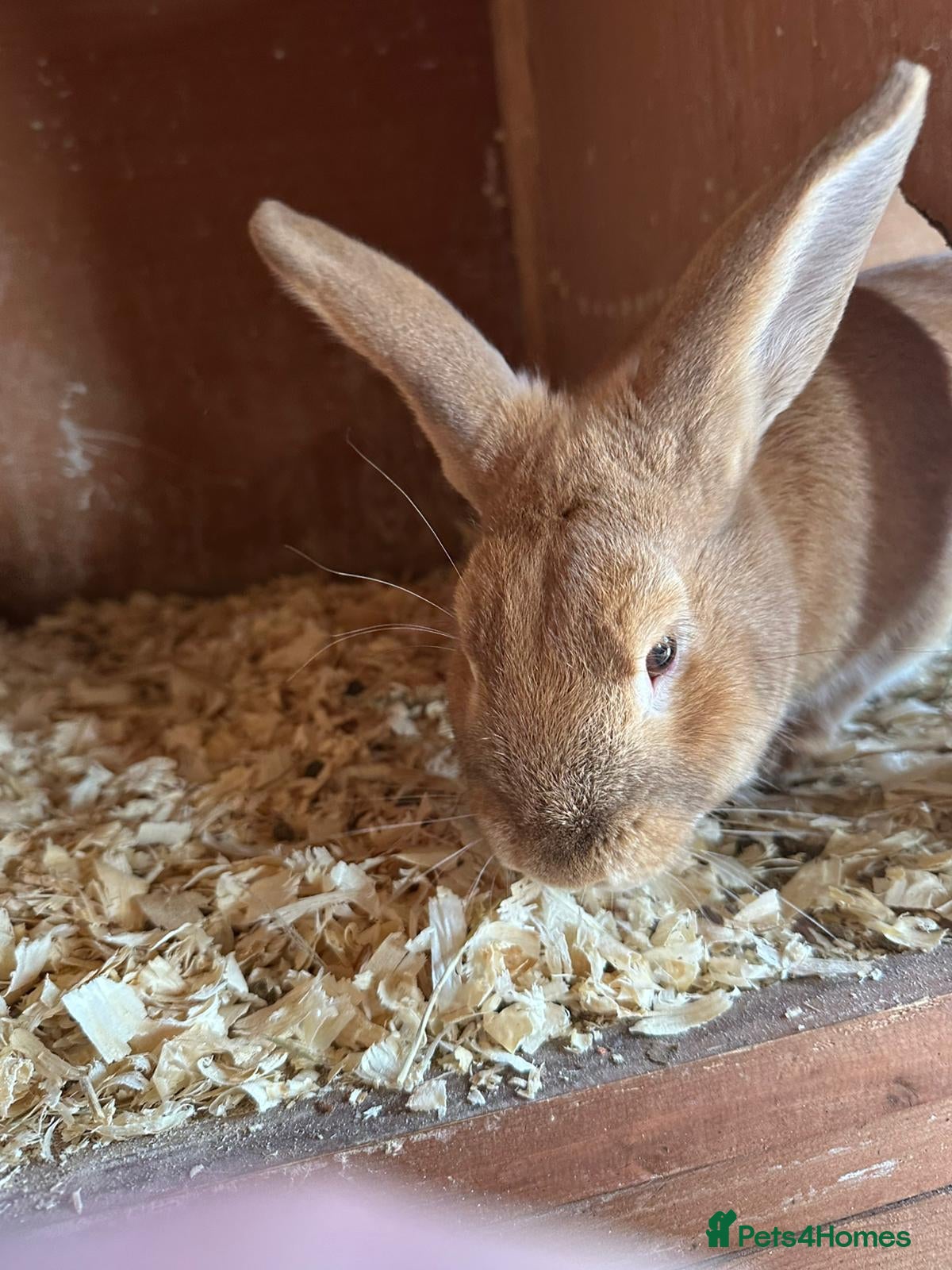 Mixed Breed rabbits Rupert the rabbit  - Advert 12
