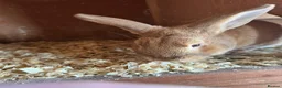 Mixed Breed rabbits for sale: Rupert the rabbit  - Advert 1