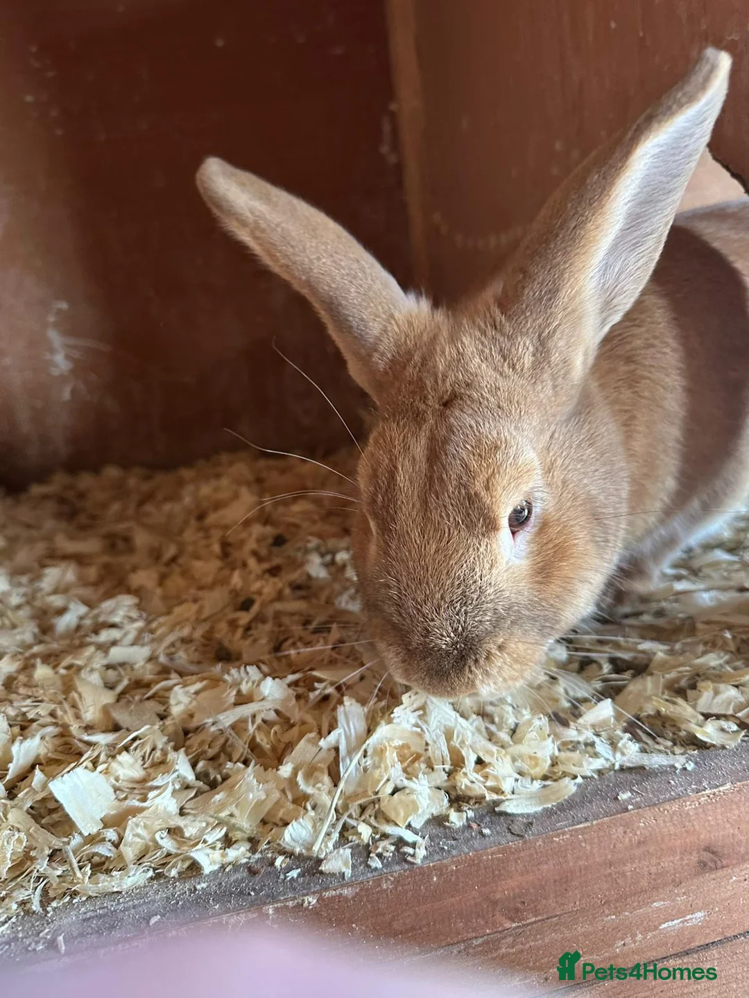 Mixed Breed rabbits for sale: Rupert the rabbit  - Advert 1