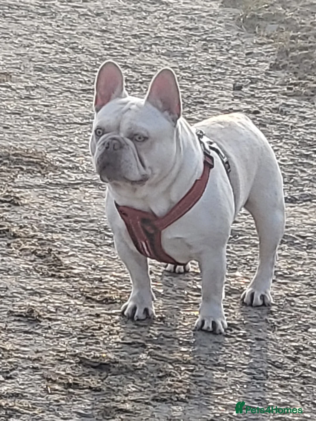 French Bulldog dogs for stud: Amazing structure and quality ‼️ in Ebbw Vale - Advert 19
