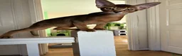 Abyssinian cats for sale: TICA 5* pedigree Abyssinian Kittens  - Advert 11