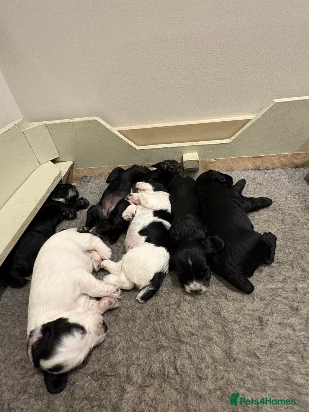 Cocker Spaniel dogs for sale: KC Registered Cocker Spaniels x5 - Image 2