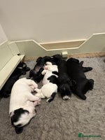 Cocker Spaniel dogs - Advert 5