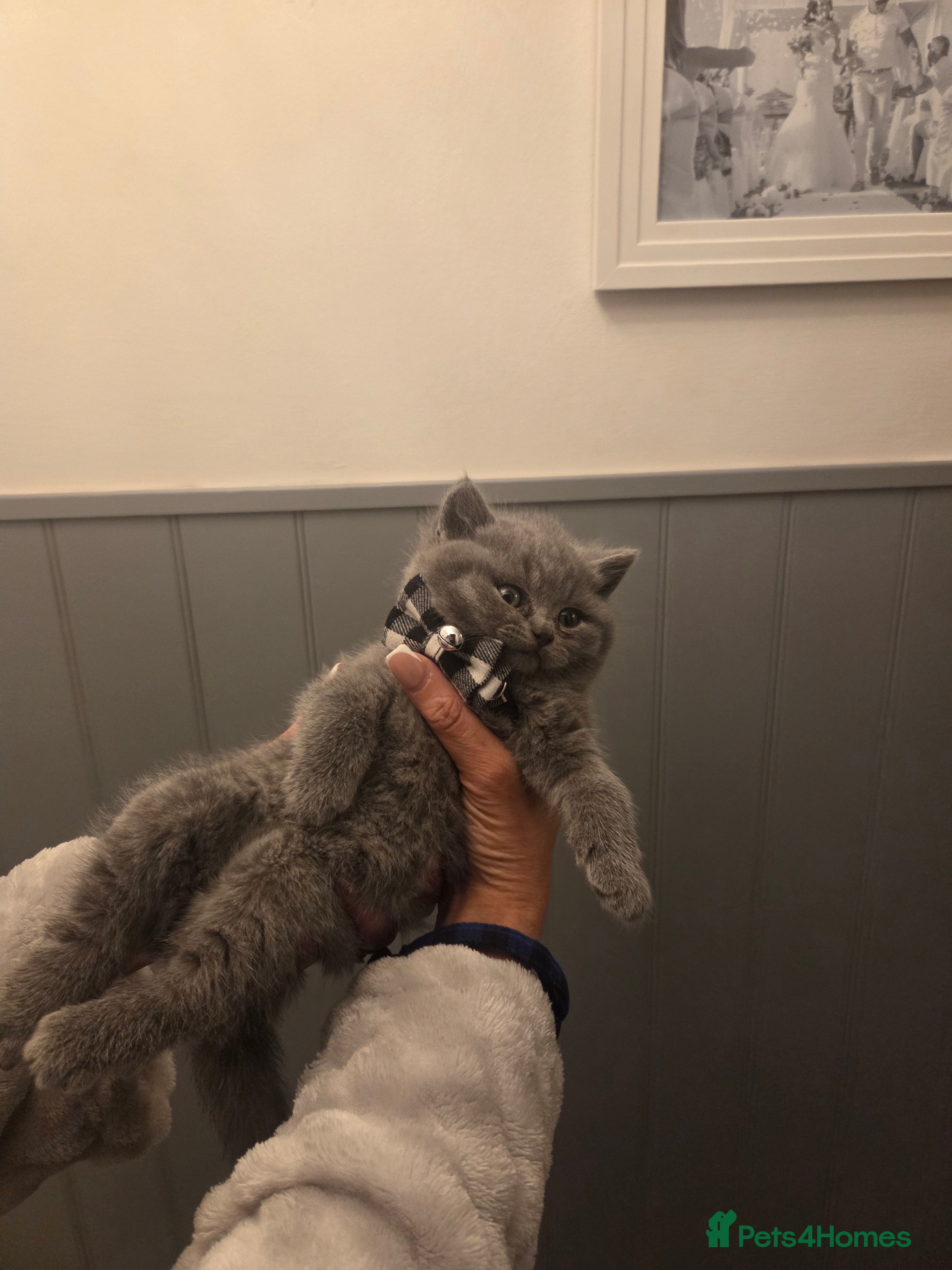 British Shorthair cats  Pedigree Blue british shorthair kittens - Advert 2