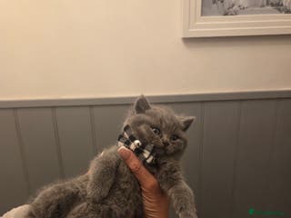 British Shorthair cats Pedigree Blue british shorthair kittens - Advert 2