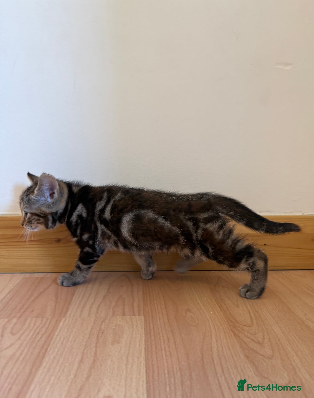 Mixed Breed cats for sale: Kitten looking for a loving home - Image 6