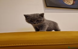 British Shorthair cats for sale: British shorthair - Image 17