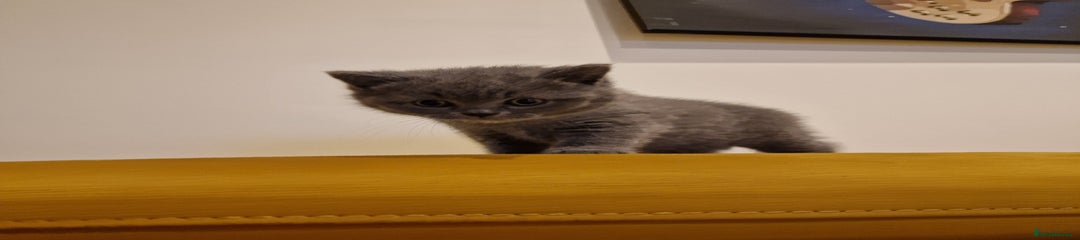 British Shorthair Kitten 1