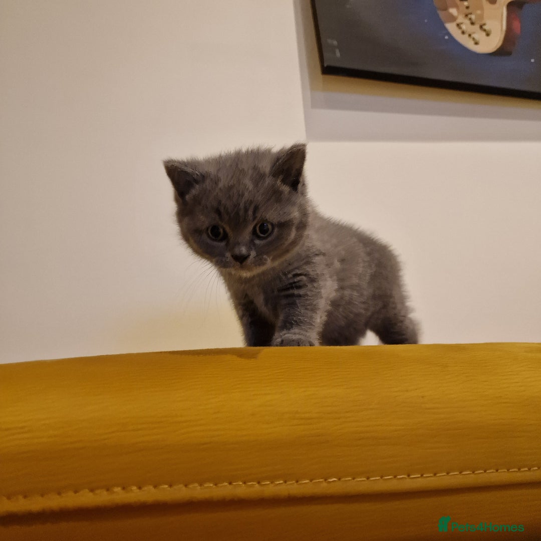 British Shorthair cats for sale: British shorthair - Image 17