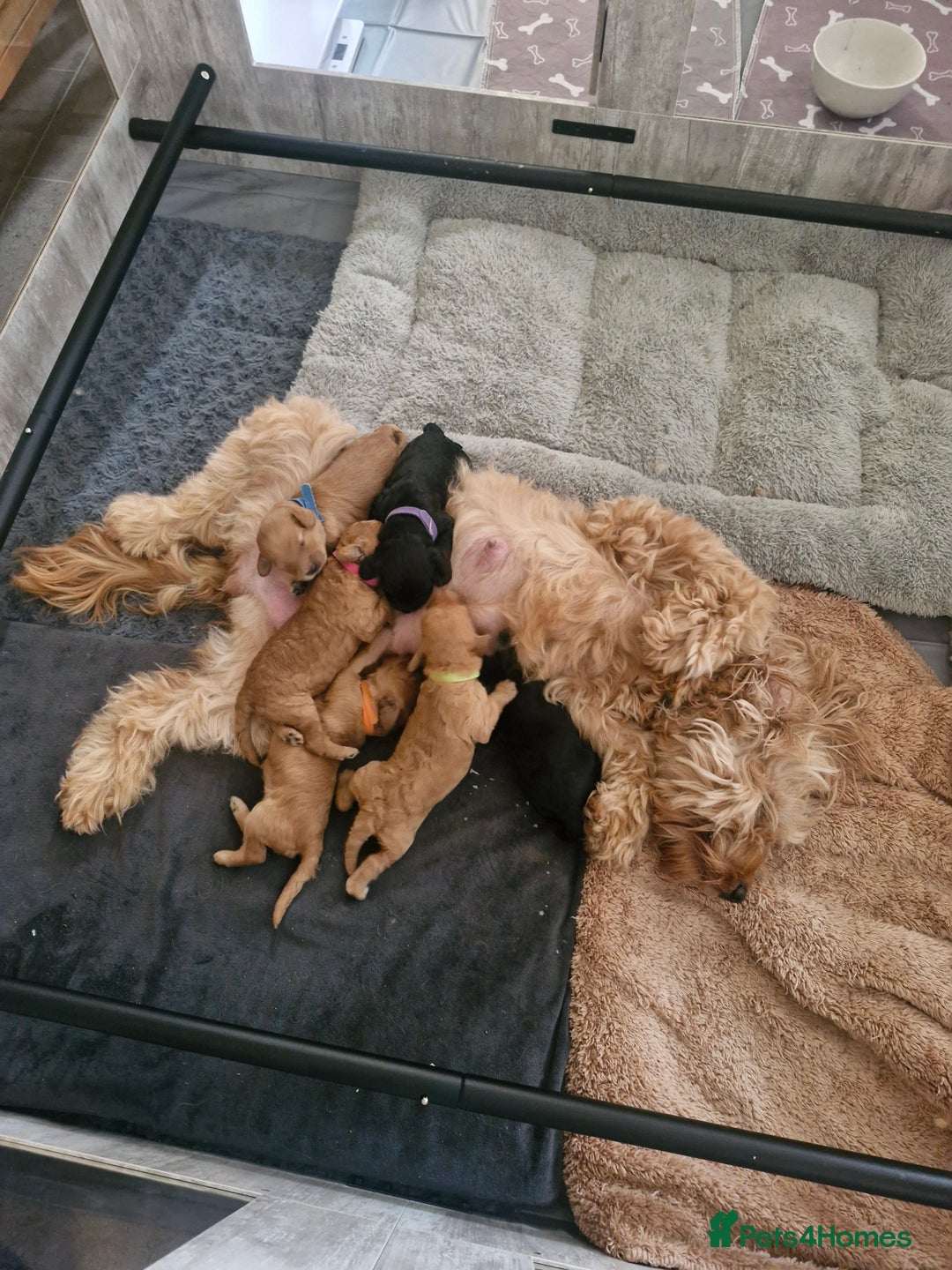 Cockapoo dogs for sale:  F1B COCKAPOO  - Image 9