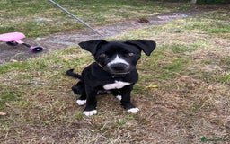 Mixed Breed dogs for sale: Bruno needs a new home!  - Image 1