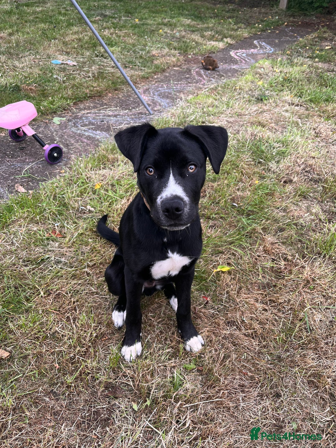 Mixed Breed dogs for sale: Bruno needs a new home!  - Image 1