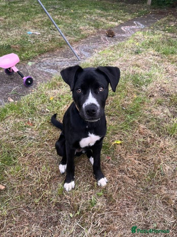 Mixed Breed dogs - Advert 4