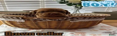 Dogue De Bordeaux 2