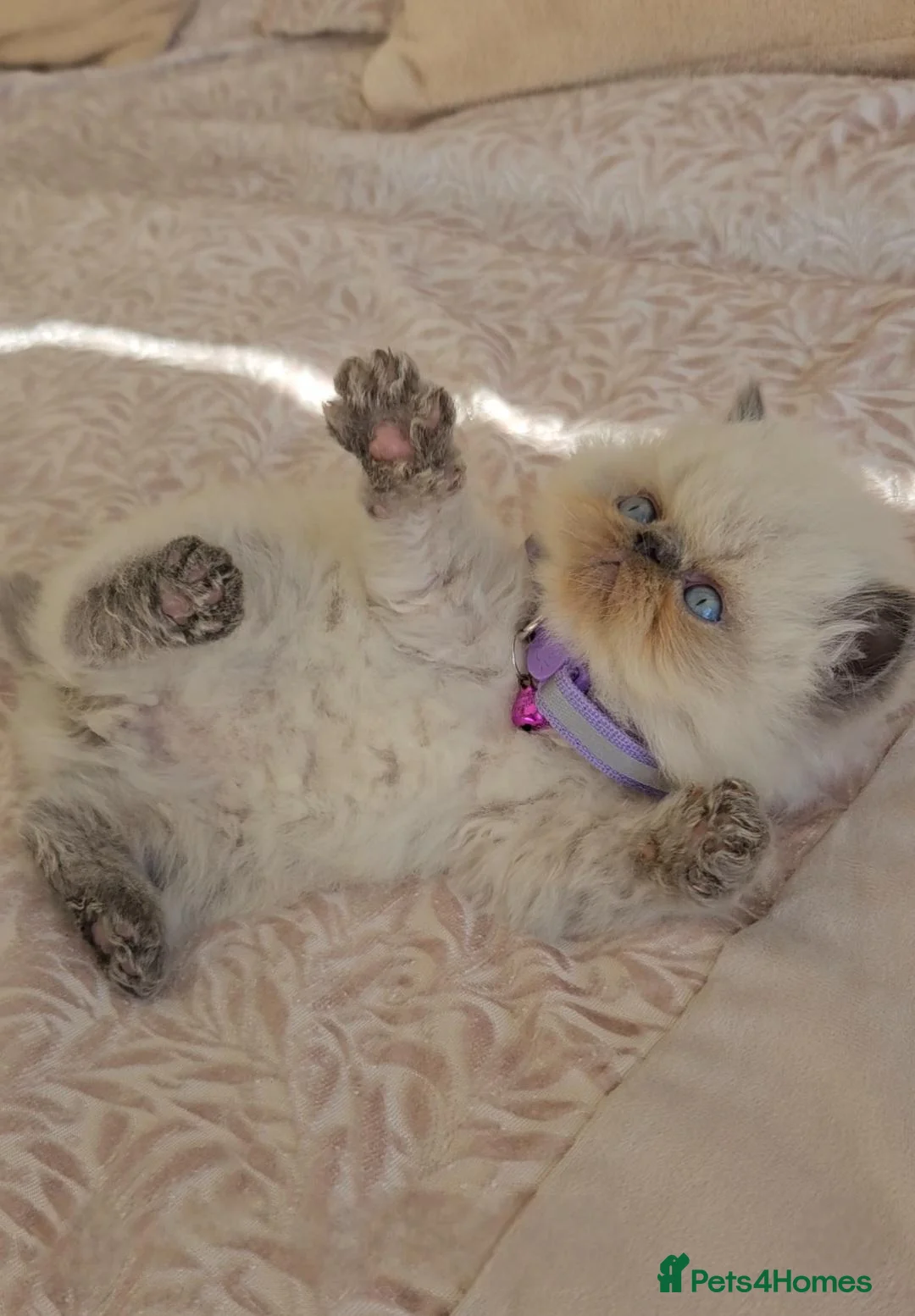 Persian cats for sale: Stunning Top Quality Persian Kittens  - Advert 26