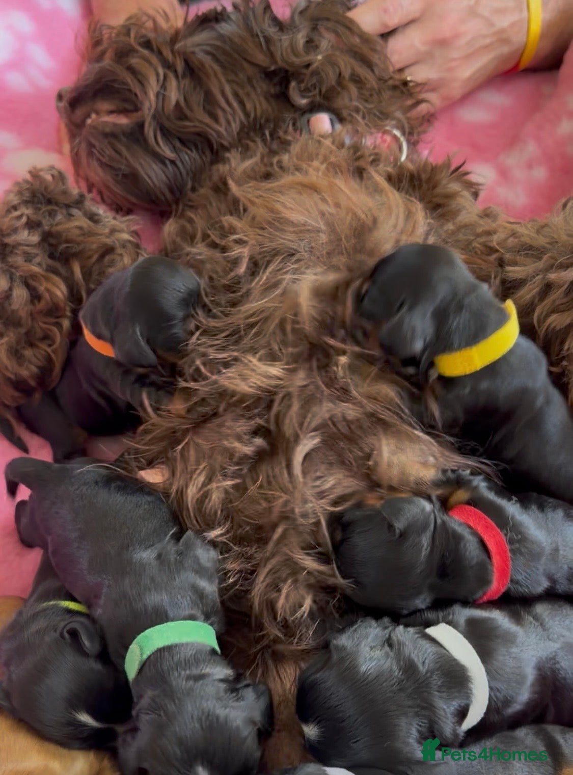 Cockapoo dogs F1B cockapoo puppies from my chocolate girl  - Advert 1
