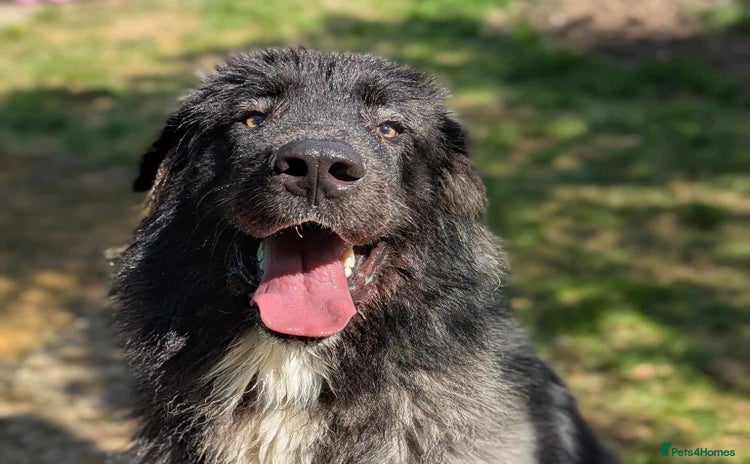 Caucasian Shepherd Dog dogs in Cheltenham - Advert 1