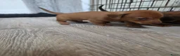 Miniature Dachshund dogs for sale: Miniature daschound REDUCED ££650££ - Advert 6