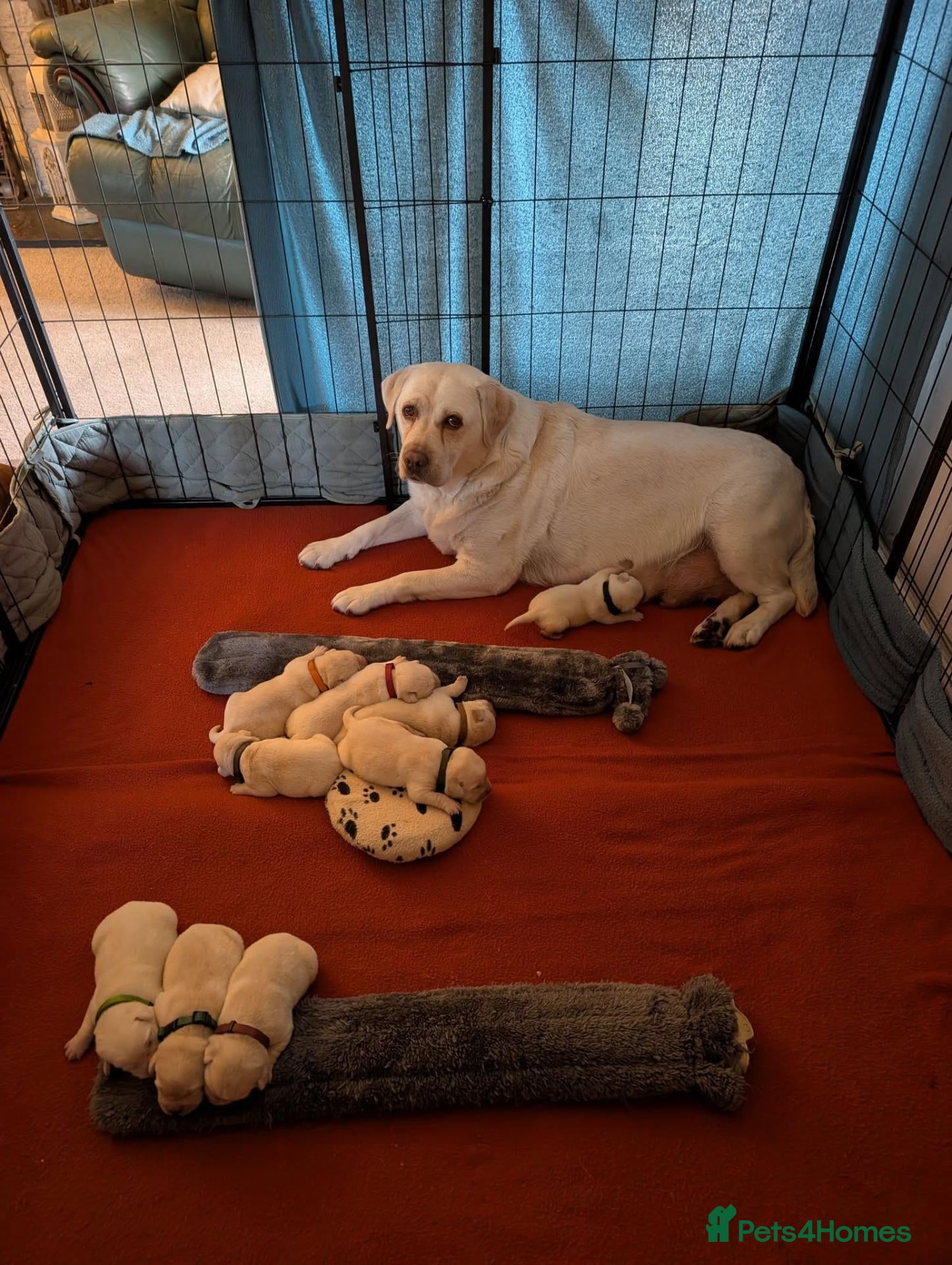 Labrador Retriever dogs Superb Pedigree KC Registered Labrador Puppies - Advert 1