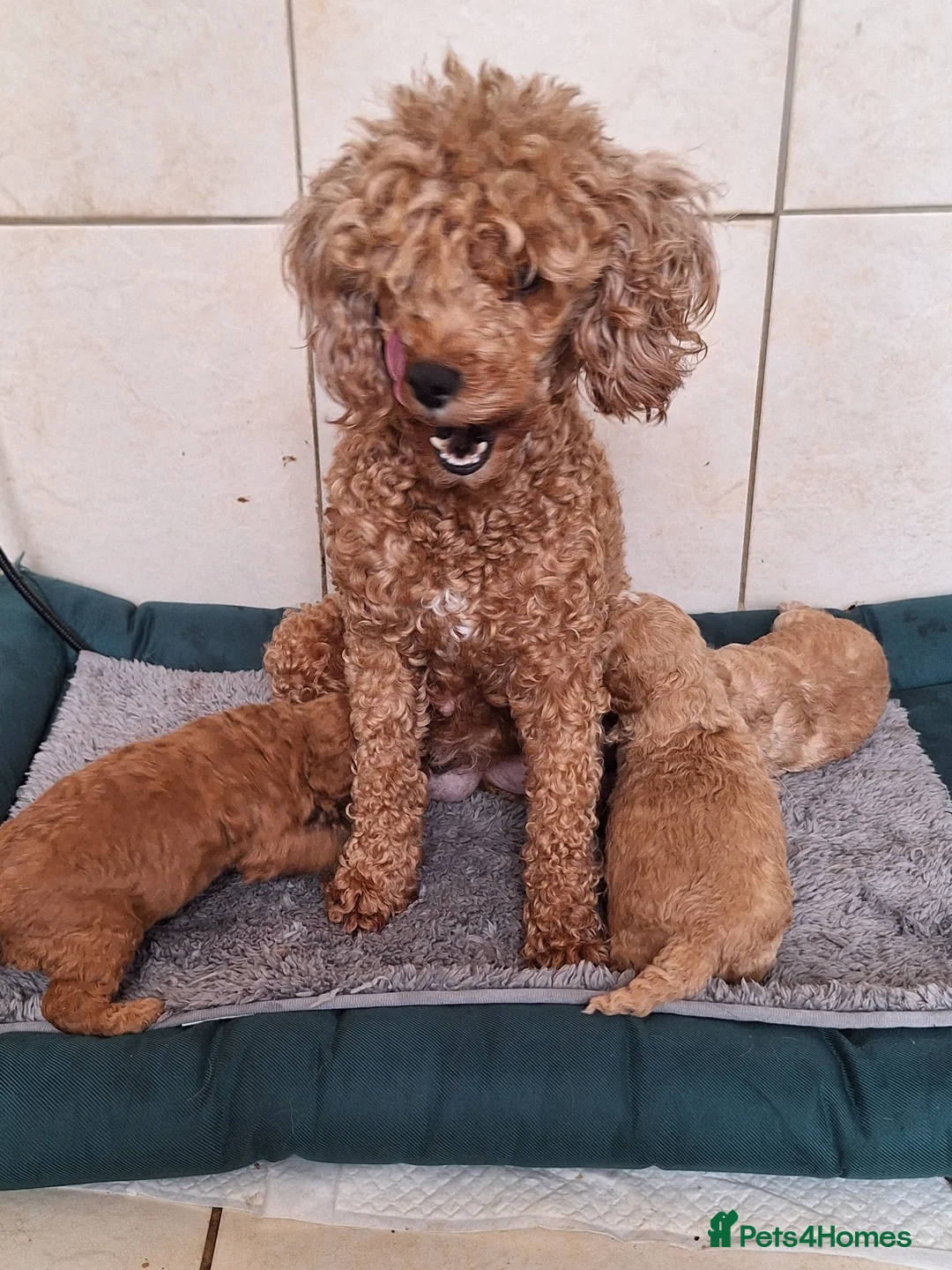 Toy Poodle dogs for sale: KC REGISTERED TOY POODLES - Advert 11