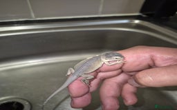 Bearded Dragon reptiles for sale: Baby bearded  dragons  - Image 23