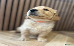 Mixed Breed dogs for sale: Golden mountain doodles  - Advert 11