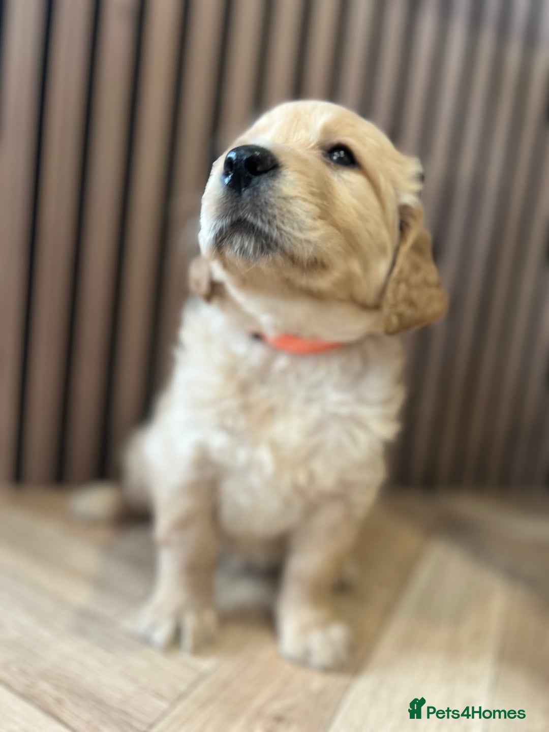 Mixed Breed dogs for sale: Golden mountain doodles  - Advert 11
