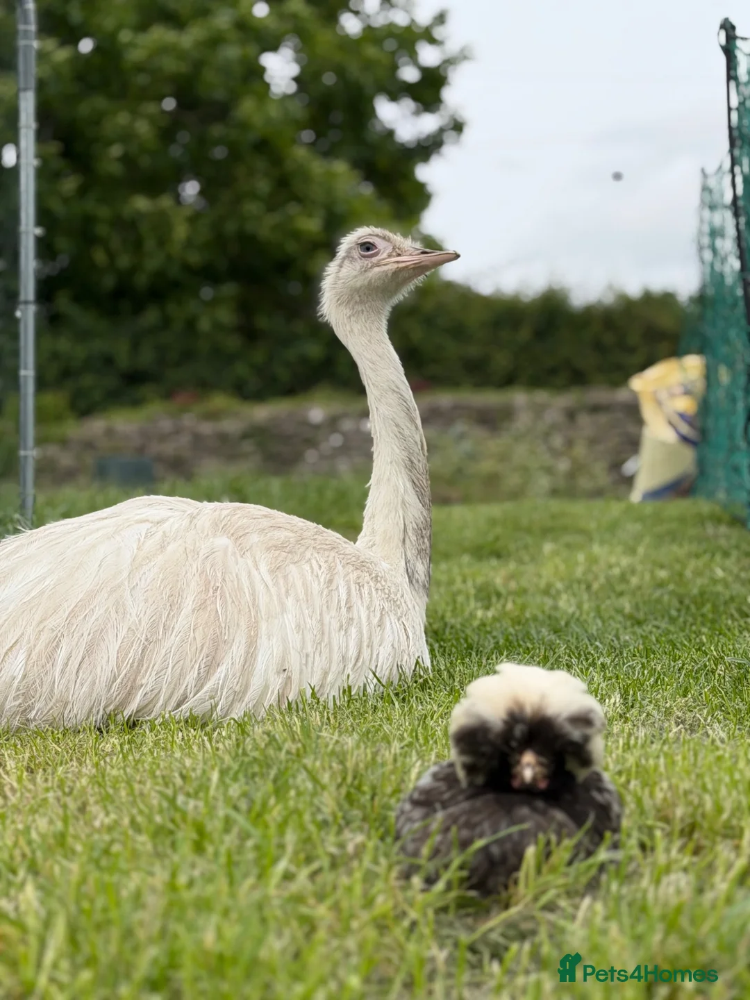 Chickens poultry for sale: Free range point of lay hens available 🧡 - Advert 2