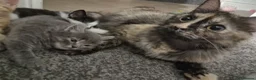 Mixed Breed cats for sale: 5 super fluffy female kittens - Advert 21