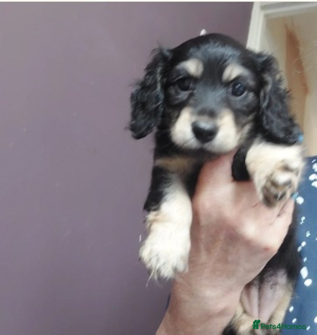 Miniature Dachshund dogs for sale: Premium Miniature Dachshund Puppies! - Advert 5