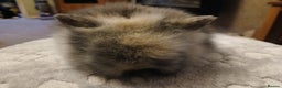 Lionhead rabbits for sale: Stunning DM Lionhead baby rabbits  - Advert 5