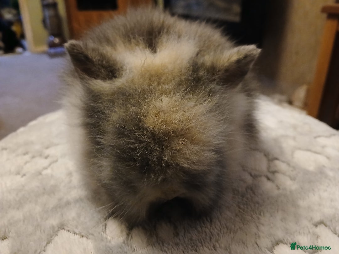 Lionhead rabbits for sale: Stunning DM Lionhead baby rabbits  - Advert 5