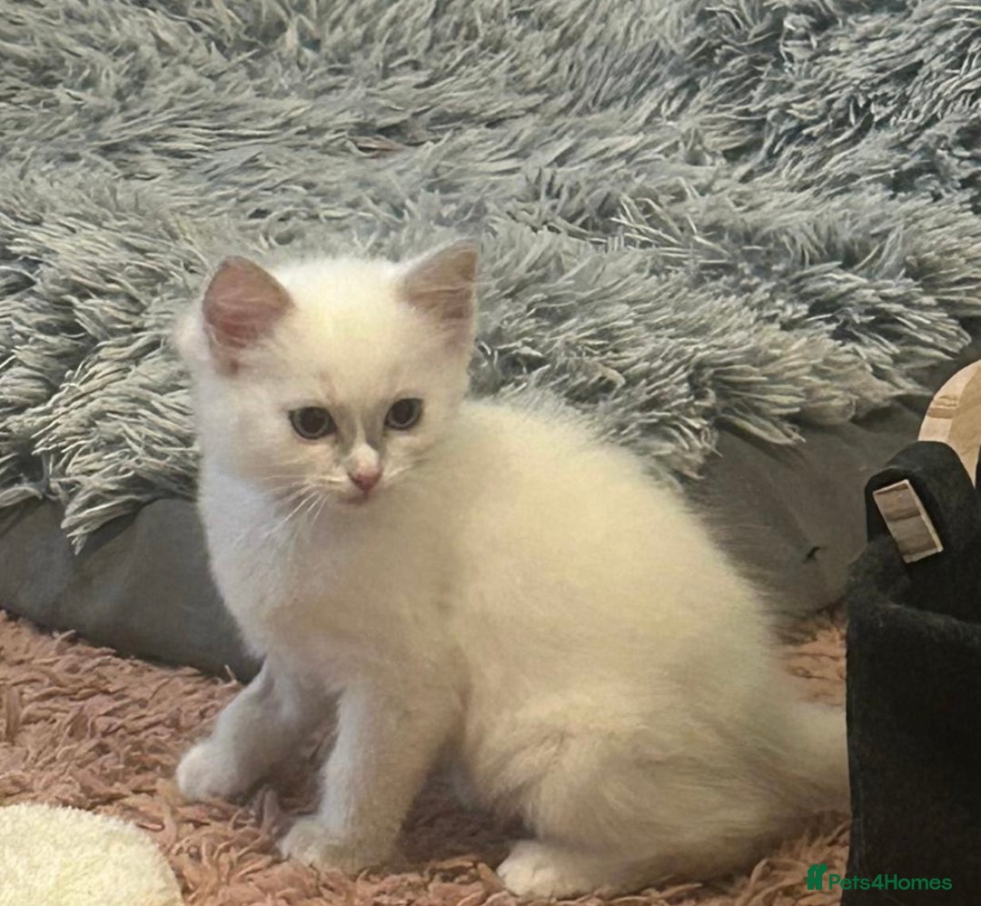 Ragdoll cats for sale: Ready Now!!!! 1 male Ragdoll - Image 4
