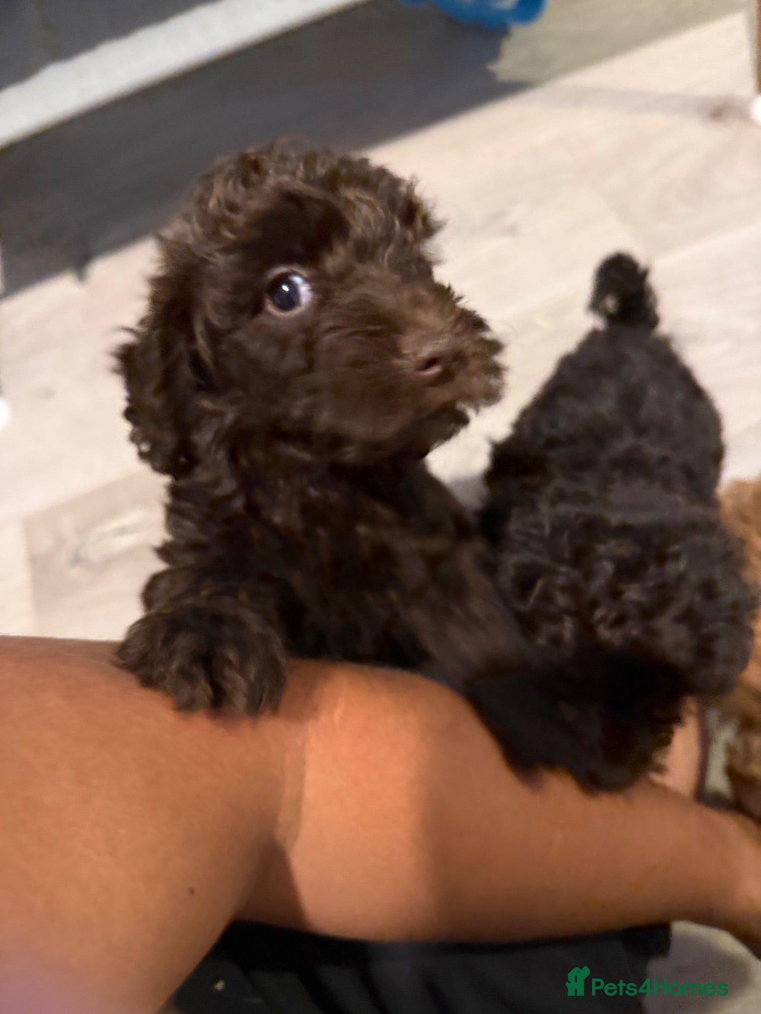 Cockapoo dogs F1B Cockapoo - Advert 1