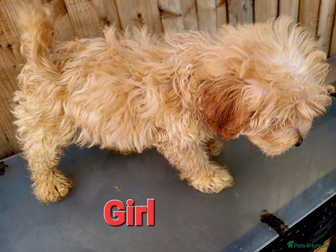 Maltipoo dogs for sale: Adorable Maltipoo Puppies for sale-ONE BOY LEFT - Image 6