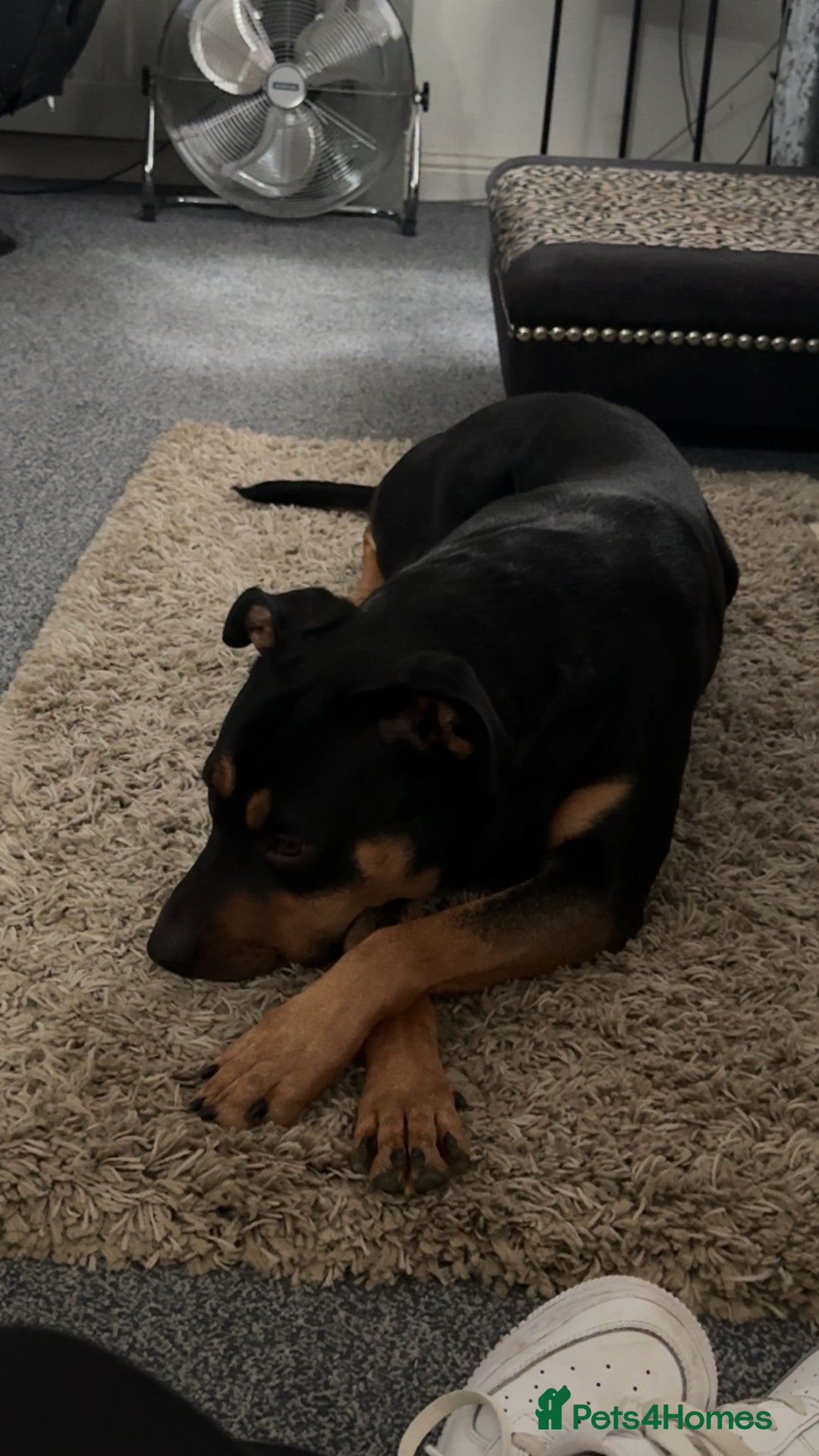 Mixed Breed dogs for sale: Rottweiler cross German Shepherd  - Advert 1