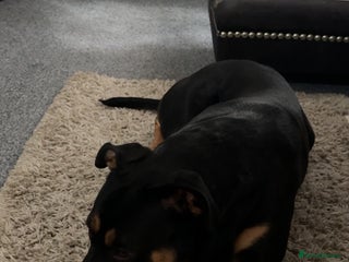 Mixed Breed dogs Rottweiler cross German Shepherd - Advert 2