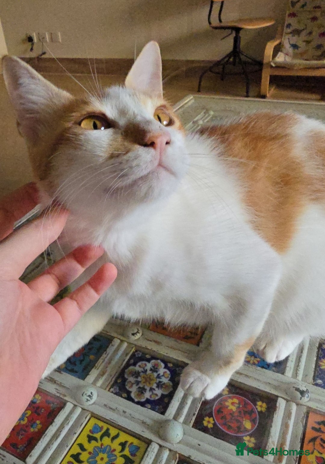 Mixed Breed cats for adoption: [Indoors Only] Kitkat and Eevee! Affectionate pair - Image 8