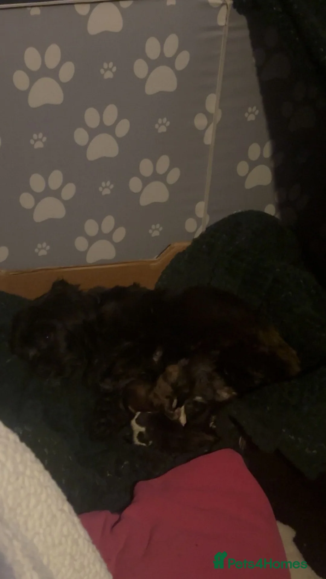 Mixed Breed dogs for sale: 4 Beautiful Cava-Tzu puppies for sale  - Advert 9