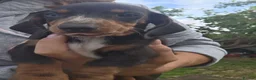 Dachshund dogs for sale: KC reg Standard Dachshund Boy - Advert 5