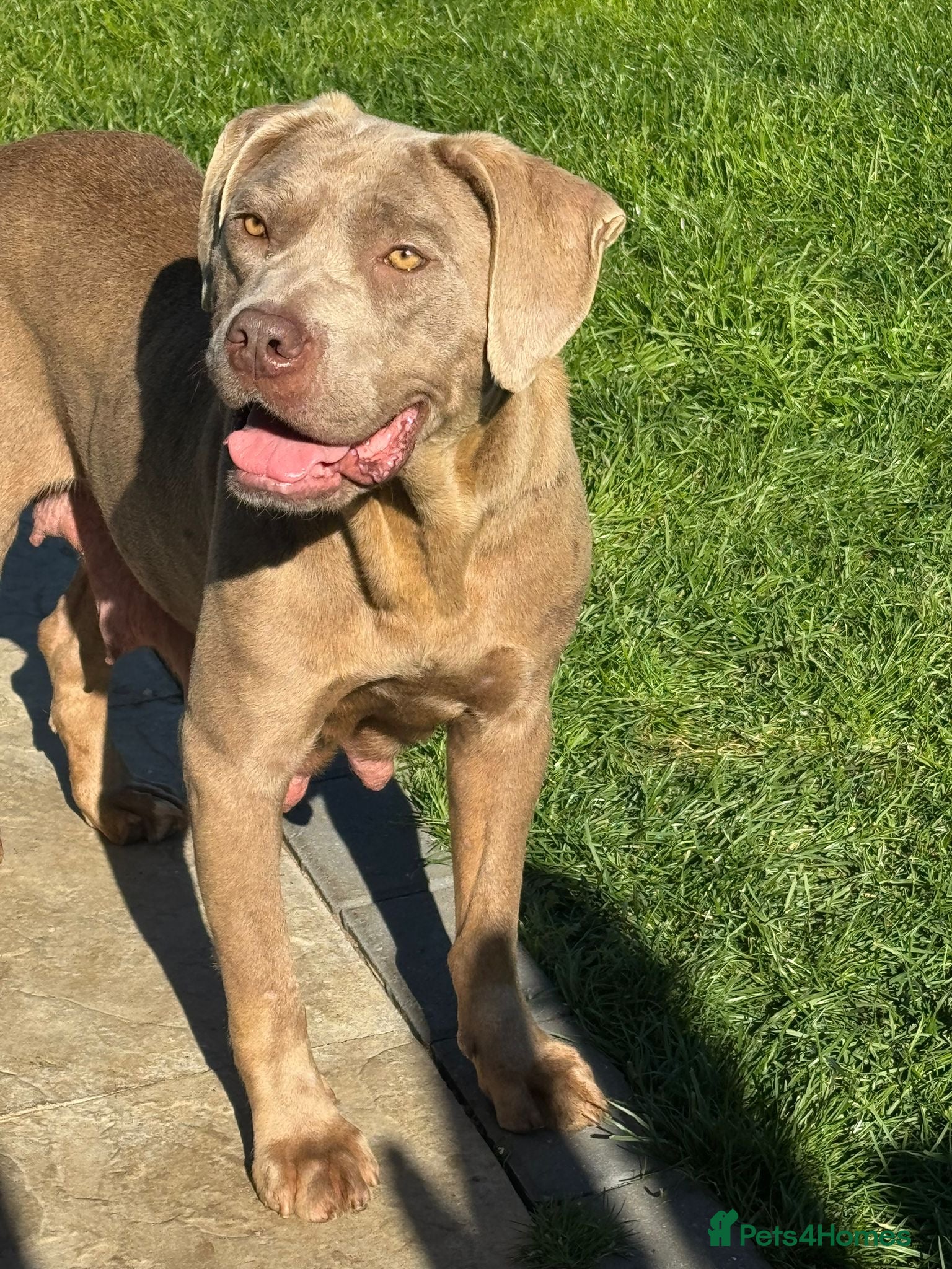 Cane Corso dogs 5-Month-Old Friendly Puppy Looking for Loving Home - Advert 12