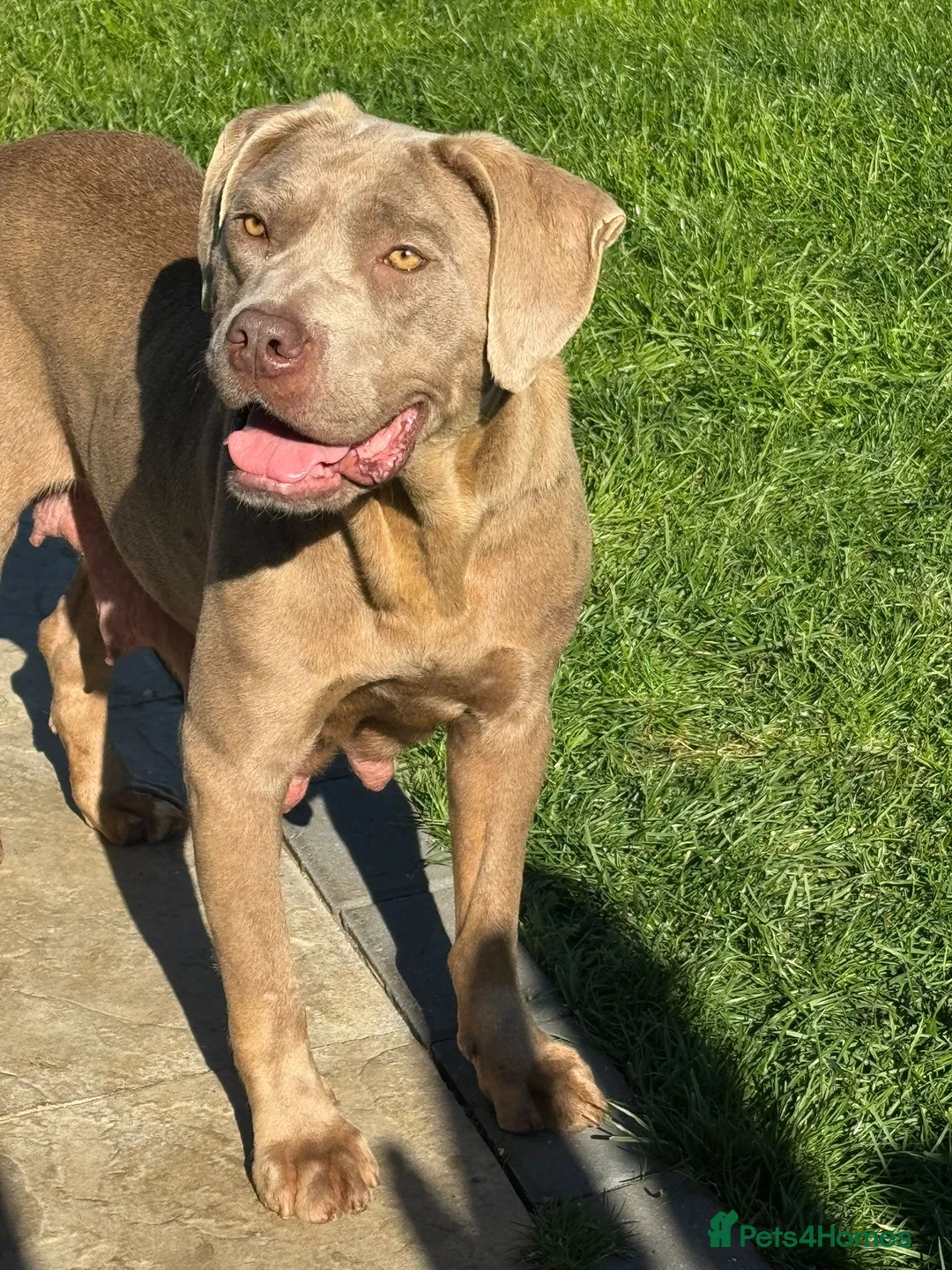 Cane Corso dogs for sale: 5-Month-Old Friendly Puppy Looking for Loving Home - Advert 1