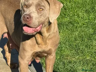 Cane Corso dogs 5-Month-Old Friendly Puppy Looking for Loving Home - Advert 2