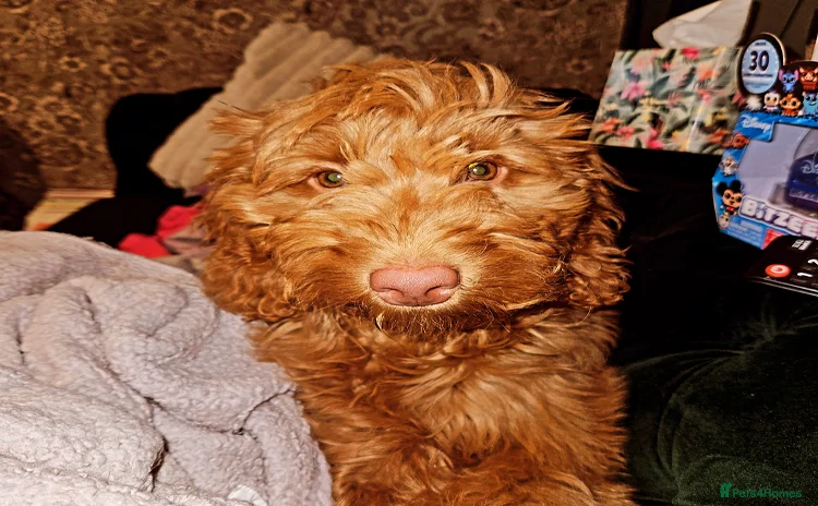 Cockapoo dogs - Advert 10