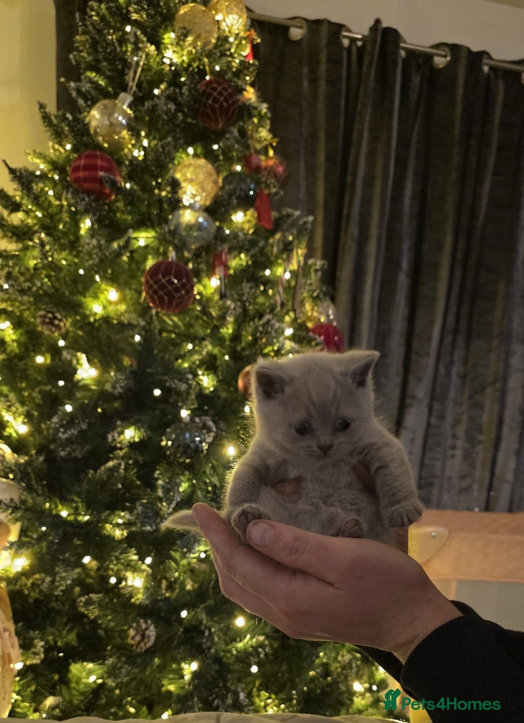 British Shorthair cats for sale: X2 British shorthair female kittens  - Advert 6